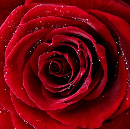 Red rose with water drops, closeup photo.の写真素材