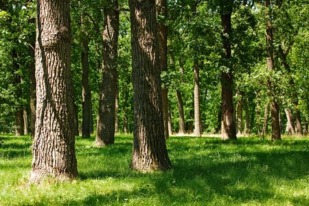summer forest with shadow pattern over green grassの写真素材
