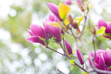 magnolia flowers over blurred abstract background. beautiful bokehの写真素材