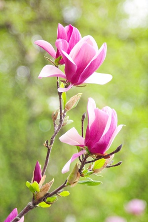 magnolia flowers over blurred abstract background. beautiful bokehの写真素材