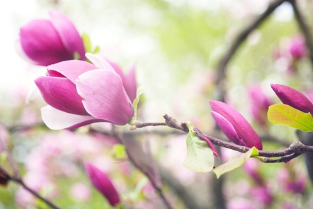 magnolia flowers over blurred abstract background. beautiful bokehの写真素材
