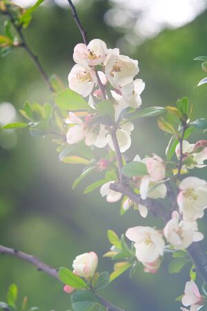 apricot flowers over blurred abstract background. beautiful bokehの写真素材
