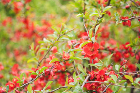 abstract floral backgrounds with beautiful bokehの写真素材