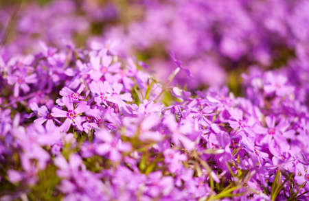 purple flowers as natural abstract backgrounds with beauty bokehの写真素材