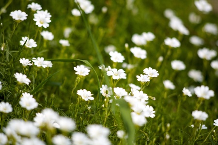 daisy flowers over green grass backgroundの写真素材