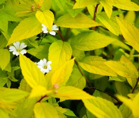 daisy flowers in green leavesの写真素材