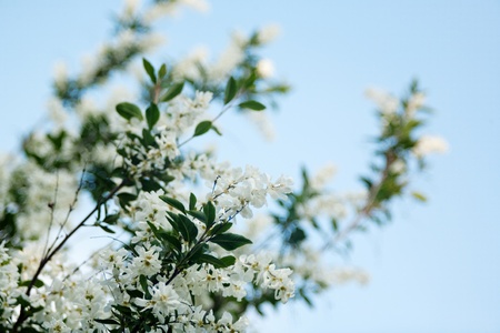white flowers on the tree under blue sky as natural backgroundsの写真素材
