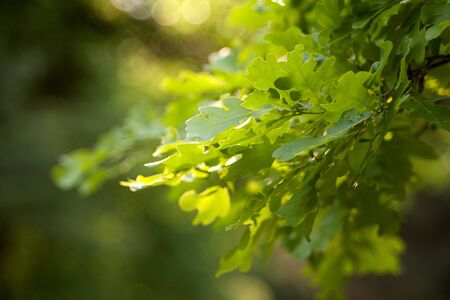maple leaves as natural backgroundsの写真素材