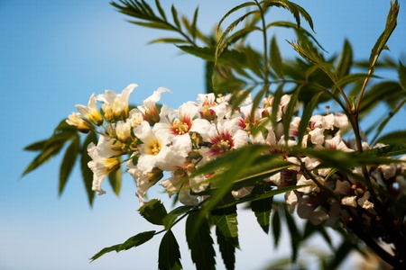 white flowers on the tree under blue sky as natural backgroundsの写真素材