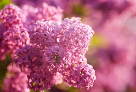lilacs flowers as natural abstract backgrounds with beauty bokehの写真素材