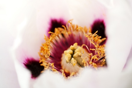 peony flowers macro photo as natural backgroundsの写真素材