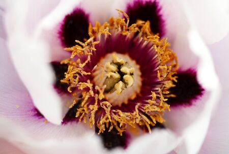 peony flowers macro photo as natural backgroundsの写真素材