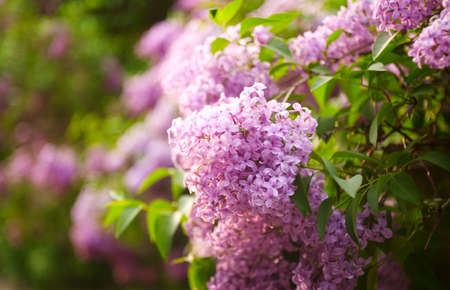 lilacs flowers as natural abstract backgrounds with beauty bokehの写真素材
