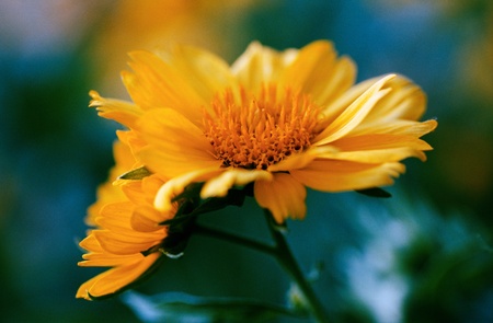 beauty flowers under the sunlight. scanned from film sourceの写真素材