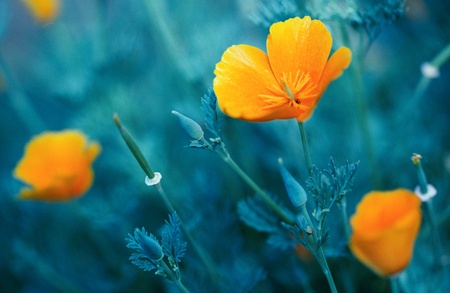beauty flowers under the sunlight. scanned from film sourceの写真素材