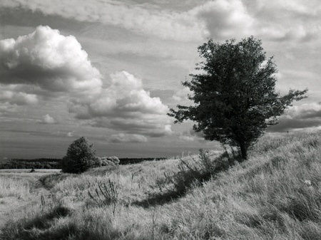 phantasmagoria. scanned black and white infrared filmの写真素材