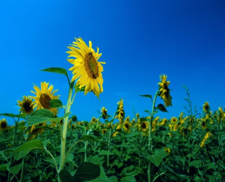 Field of sunflowers under the blue skies. Scanned film sourceの写真素材