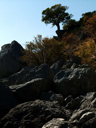 alone tree on the rock. rural sceneの写真素材