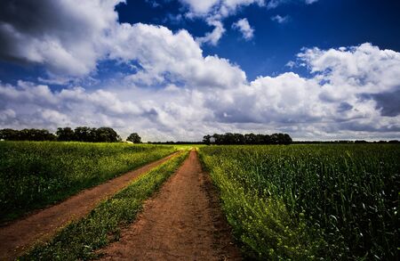 Road though the meadow, under the blue skiesの写真素材