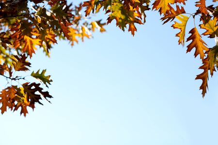 autumn leaves, abstract background with very shallow focusの写真素材