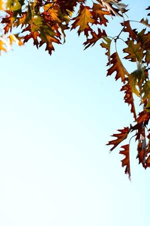 autumn leaves, abstract background with very shallow focusの写真素材