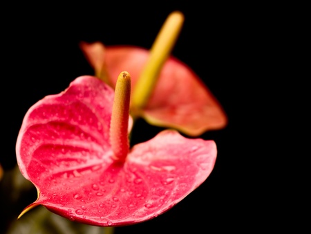 closeup of anthurium flowers over black background with copy spaceの写真素材
