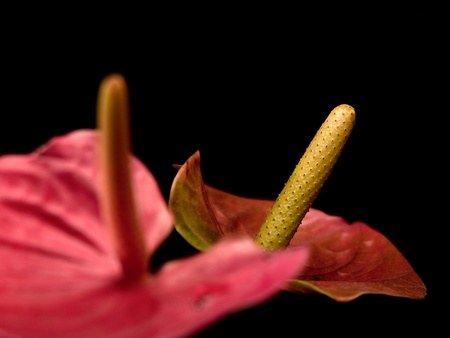 closeup of anthurium flowers over black background with copy spaceの写真素材