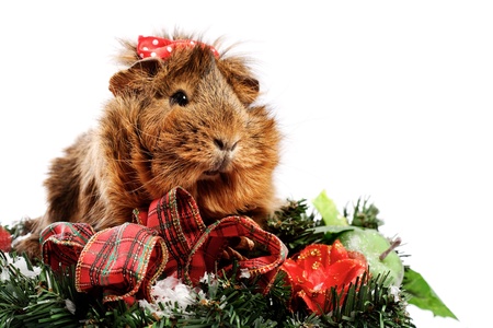 Funny Animal. Guinea Pig Christmas portraitの写真素材