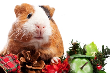 Funny Animal. Guinea Pig Christmas portraitの写真素材