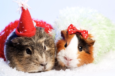 Funny Animals. Guinea pig Christmas portraitの写真素材