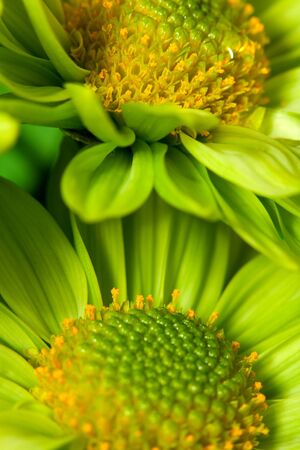 Chrysantemum flower close-up shotの写真素材