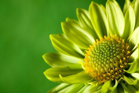 Chrysantemum flower over green backgrounds close-up shot with copy spaceの写真素材