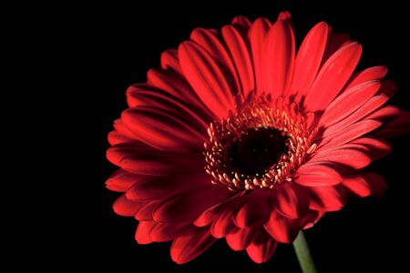 Purple gerbera flower over black backgroundsの写真素材