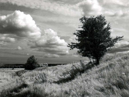 phantasmagoria  scanned black and white infrared filmの写真素材
