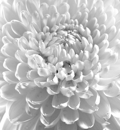 Dahlia flower black and white scanned closeup photo  Shot with view camera  Film grain are possibleの写真素材