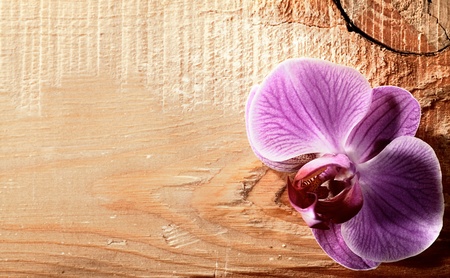 Pink orchid flower over wooden deskの写真素材
