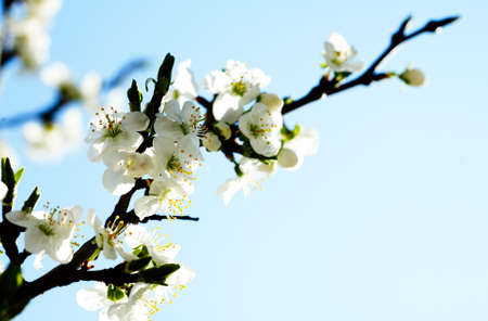 apple tree with flowers under blue skiesの写真素材