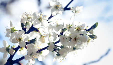 apple tree with flowers under blue skiesの写真素材