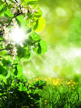 Abstract summer backgrounds with green grass and bokehの写真素材