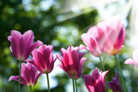 field of tulip. summer abstract backgroundsの写真素材