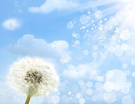 dandelion flower against summer skies and sun beam, abstract backgroundsの写真素材