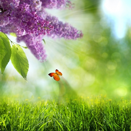 abstract summer backgrounds with lilacs flowers and butterflyの写真素材