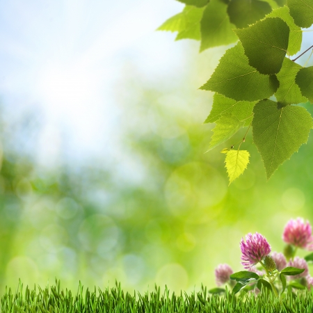 Abstract natural backgrounds with clover flowers and beauty bokehの写真素材