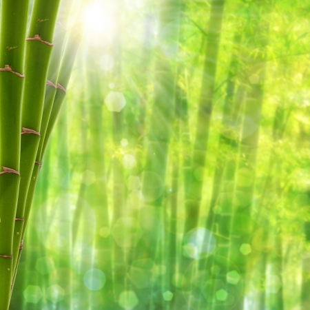 Bamboo forest. Abstract summer backgrounds with bright sun and beauty bokehの写真素材