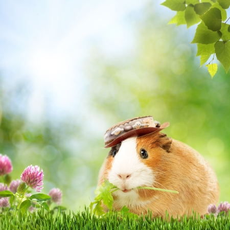 Abstract natural backgrounds with funny guinea pigの写真素材