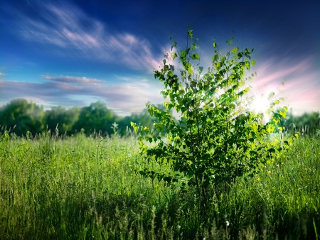 Summer natural backgrounds with copy space for your designの写真素材