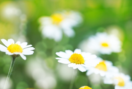 Abstract summer backgrounds with daisy flowersの写真素材