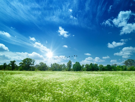 Daisy flowers field under the blue skiesの写真素材