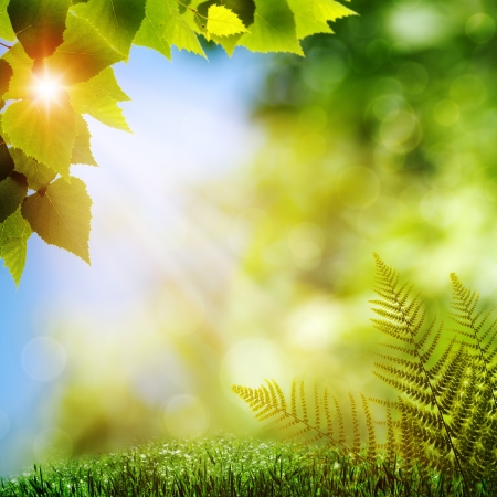 In the forest. Natural backgrounds with fern foliage