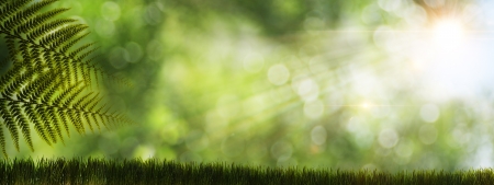 Abstract natural backgrounds with fern and sun rays Abstract natural backgrounds with fern and sun rays